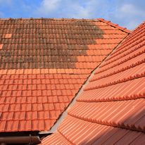 Agent concentré de destruction fongicide et algicide | EVERFAST STOPFONGI CONCENTRÉ