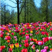 Mélange de bulbes à floraison variée | Verver Bulbes