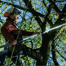 Perche télescopique jusqu'à 8 m de hauteur de travail | ArboRapid 75900