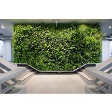Jardin vertical sur mur ou façade par modules végétalisés | Vertiss plus 