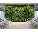Jardin vertical sur mur ou façade par modules végétalisés | Vertiss plus 