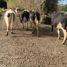 Dalle alvéolée stabilisatrice pour le secteur de l'élevage | Alvéole/Stab