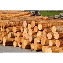 Bois de mélèze pour les projets complexe | Dinego