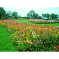 Mélange floral de 30 cm de hauteur | Euroflor Couvre-sol