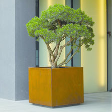 Bacs pour arbres | Bacs d'orangerie