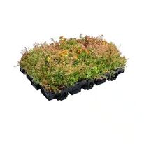 Bac de végétalisation pré-cultivé - Végétalisation de toiture | ECOSEDUM 