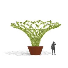 Îlots de fraîcheur | Corolles Olympe