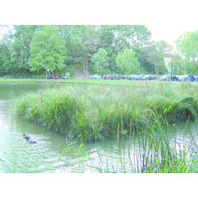 Structure flottante végétalisée | Radeau végétalisé