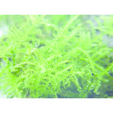 Biosurveillance de l'environnement pour évaluation des risques sanitaires | Biosurveillance