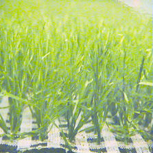 Système de renforcement du gazon pour terrain de sports | Xtragrass