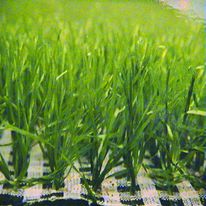 Système de renforcement du gazon pour terrain de sports | Xtragrass