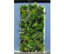 Paroi verticale végétalisée pour façade ou de séparation | Jardin Vertical