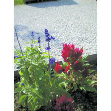 Coulis ou mortier fluide pour la réalisation de voiries décoratives | Articimo Chaussée romaine