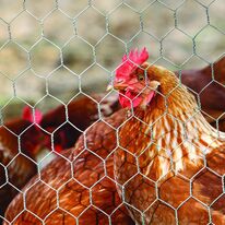 Grillage rouleau agricole | Triple torsion