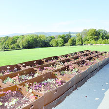 Complexe de végétalisation pour toitures prêt à l'emploi | Toundra Box