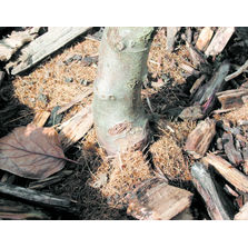 Paillage naturel biodégradable pour jeunes plants | Bonflora