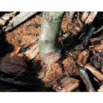 Paillage naturel biodégradable pour jeunes plants | Bonflora