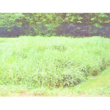 Filtration d'eaux par massifs de roseaux | Phoceogum