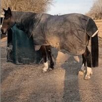 Dalle de stabilisation équestre | 40 Intense