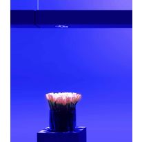 Système d'éclairage dynamique coloré | Metamorphosi Kit T16