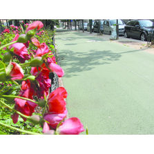 Enrobé à liant végétal translucide intégré | Compogreen