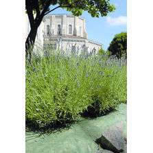 Feutre de paillage thermolié | Coverfelt